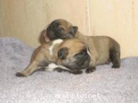 Bulldogs frances fawn